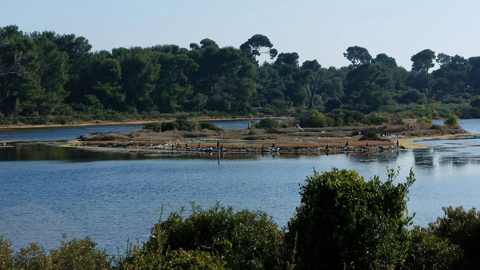 The Batéguier pond and its islet where birds rest, edged with pines
