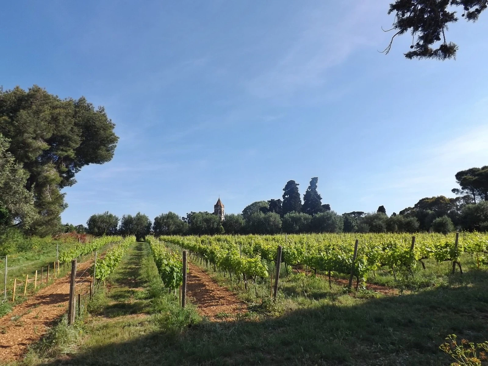 Les vignes des moines au printemps, le clocher de l'abbaye au loin
